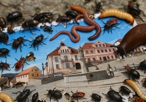Arogance na úřadech v Nepomuku